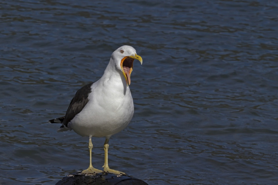 Kelp Gull (Larus dominicanus)